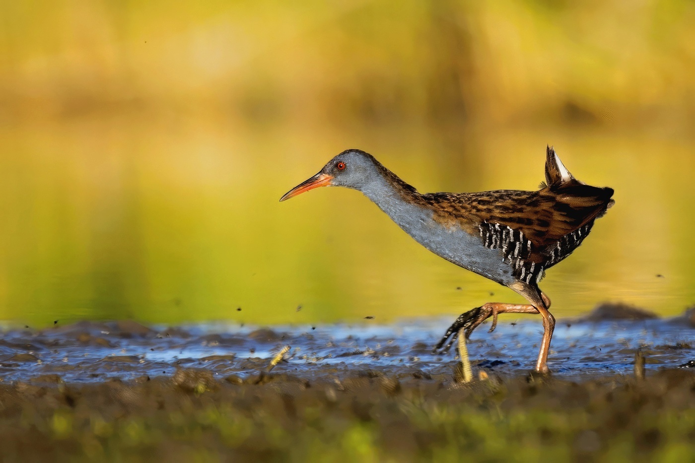 Chřástal vodní  ( Rallus aquaticus )
