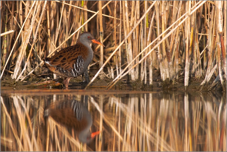 Chřástal vodní ( Rallus aquaticus )