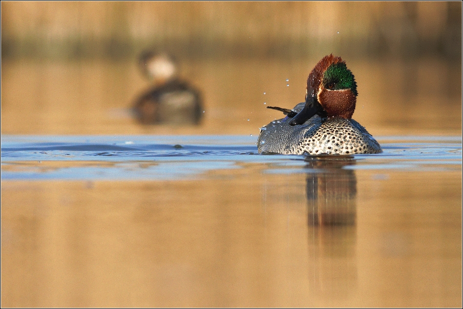 Čírka obecná ( Anas crecca )