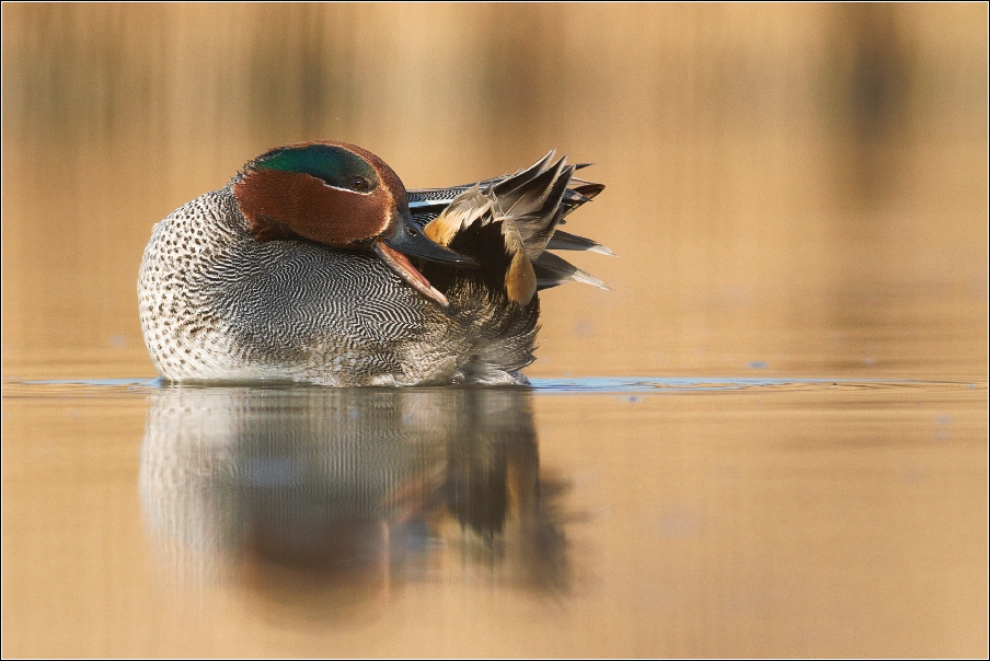 Čírka obecná ( Anas crecca )