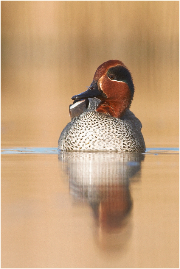 Čírka obecná ( Anas crecca )
