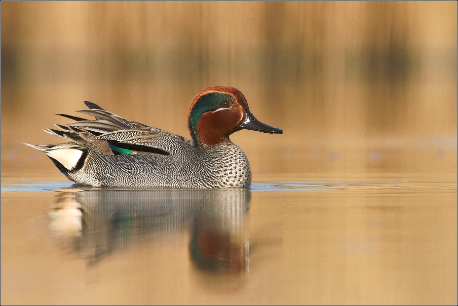 Čírka obecná ( Anas crecca )