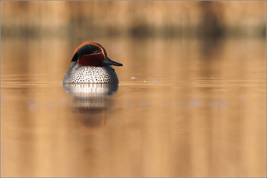 Čírka obecná ( Anas crecca )