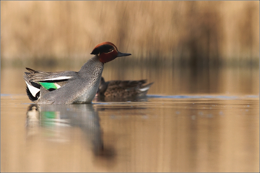 Čírka obecná ( Anas crecca )