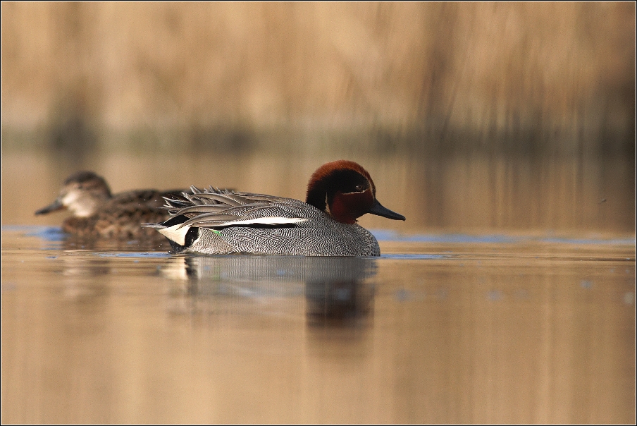 Čírka obecná ( Anas crecca )