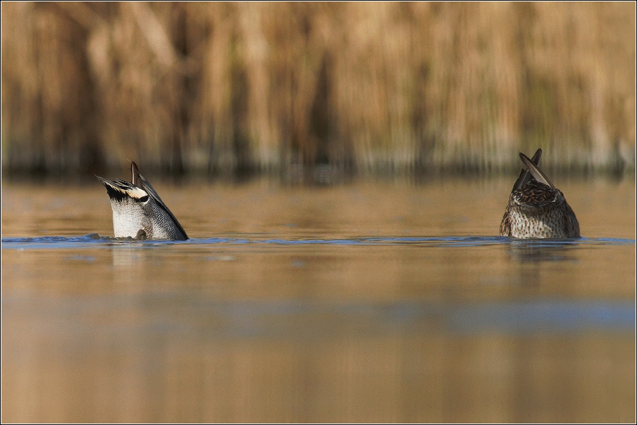Čírka obecná ( Anas crecca )