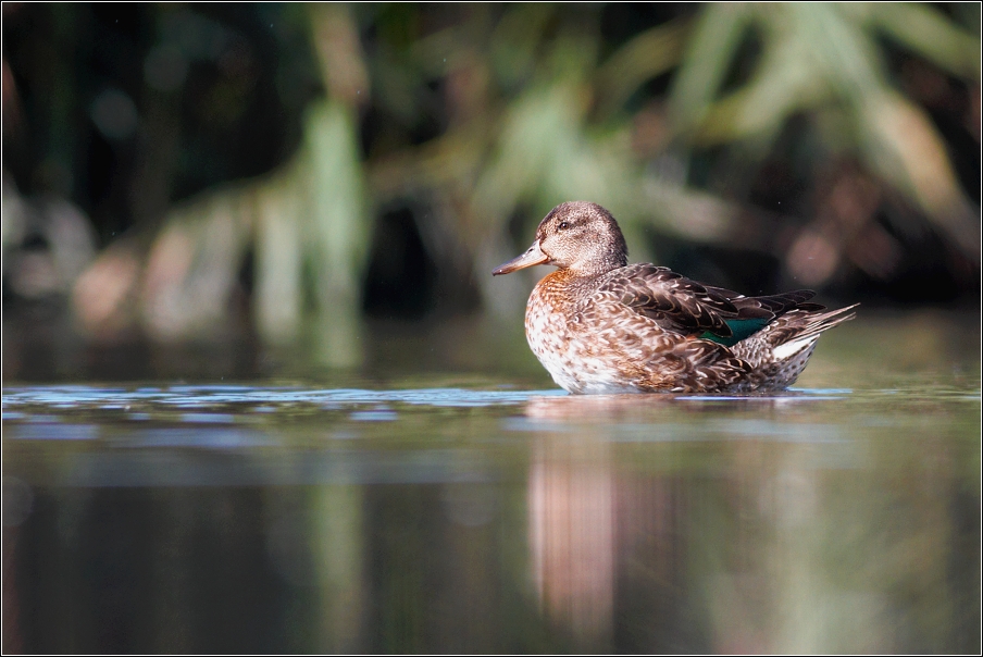 Čírka obecná ( Anas crecca )