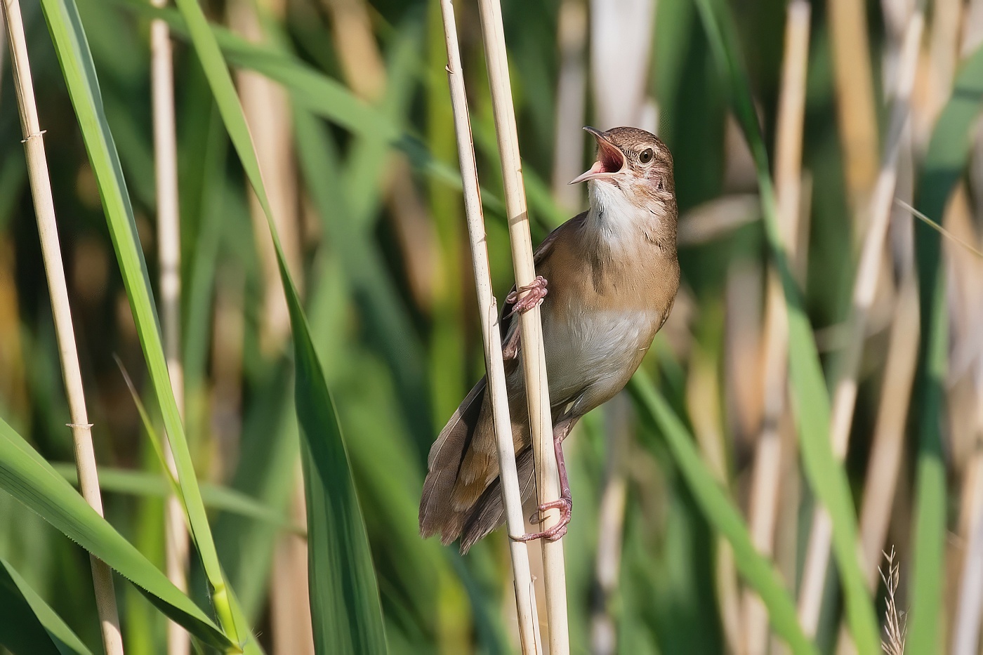 Cvrčilka slavíková  (Locustella luscinioides )