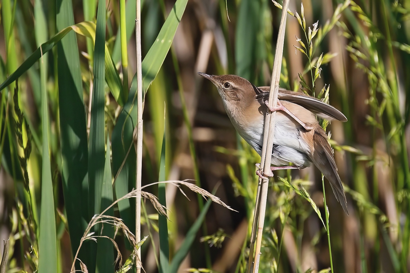 Cvrčilka slavíková  (Locustella luscinioides )