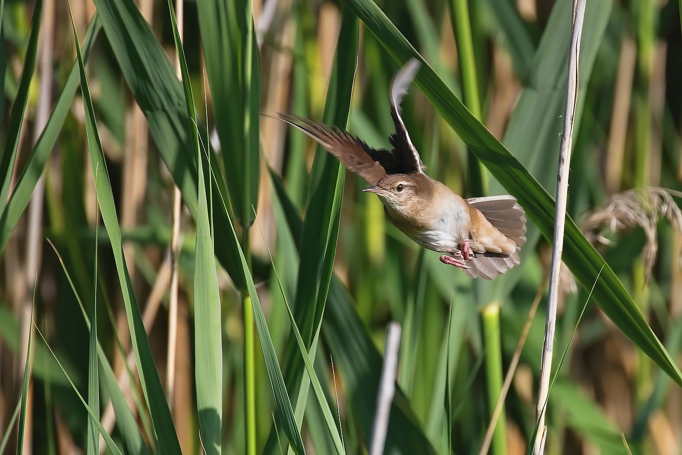 Cvrčilka slavíková  (Locustella luscinioides )