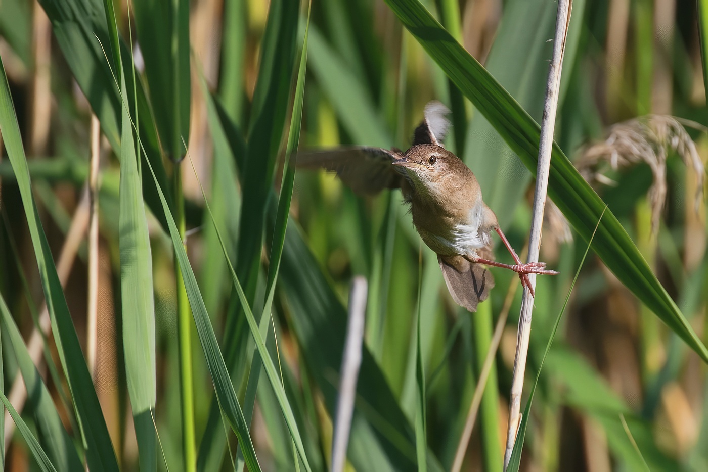 Cvrčilka slavíková  (Locustella luscinioides )