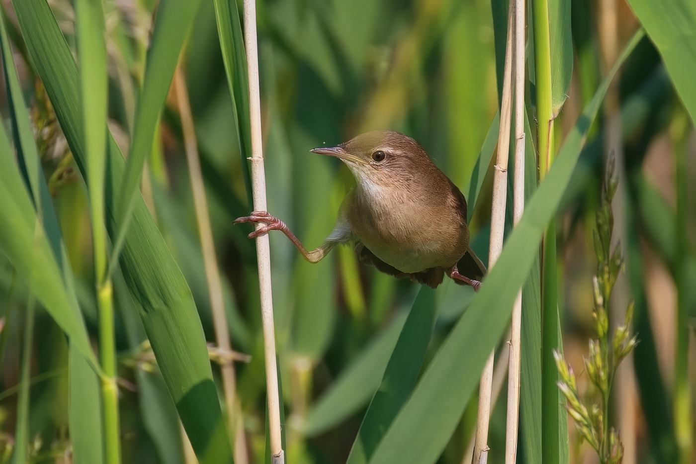 Cvrčilka slavíková  (Locustella luscinioides )
