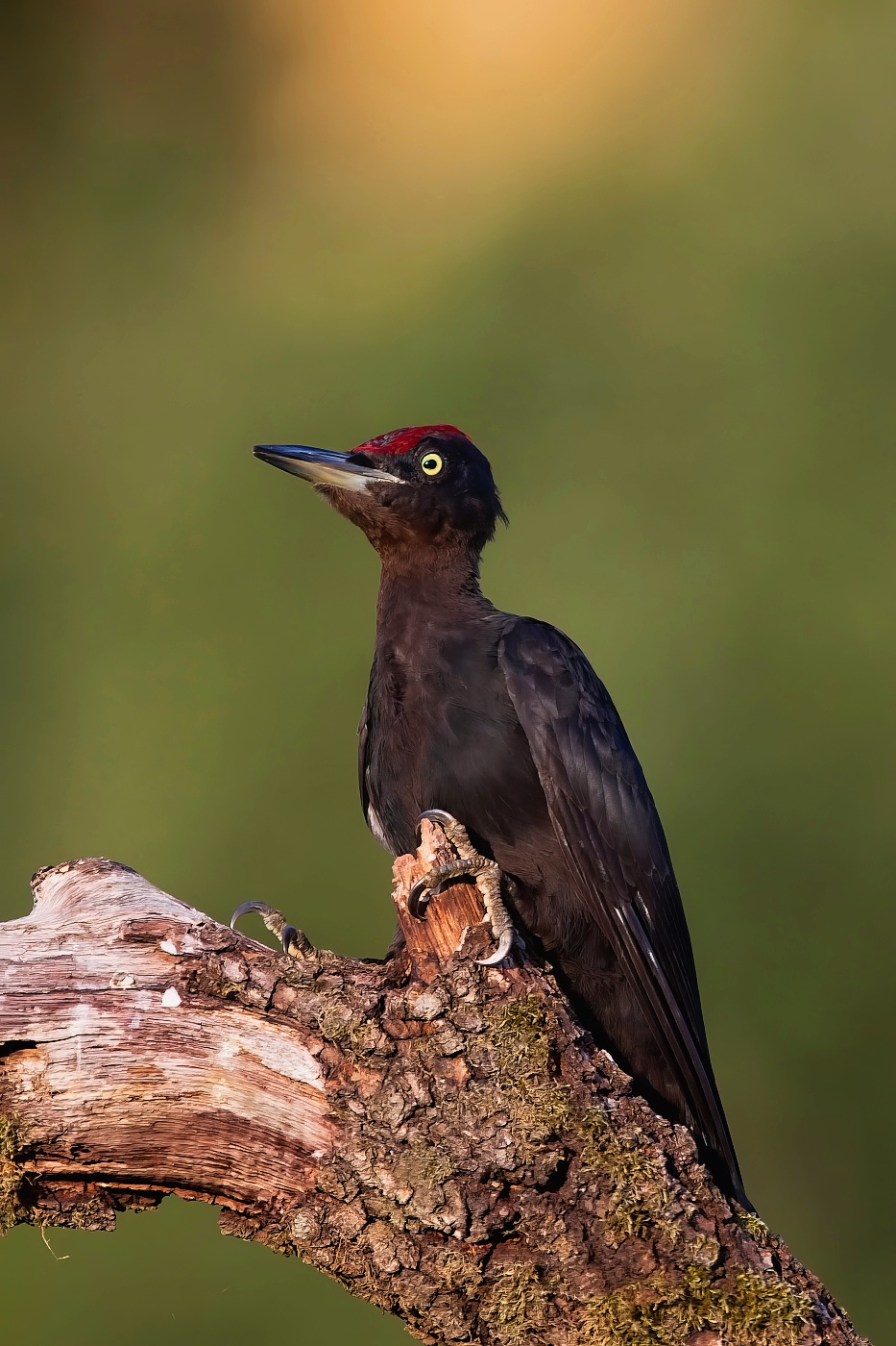 Datel černý  ( Dryocopus martius )