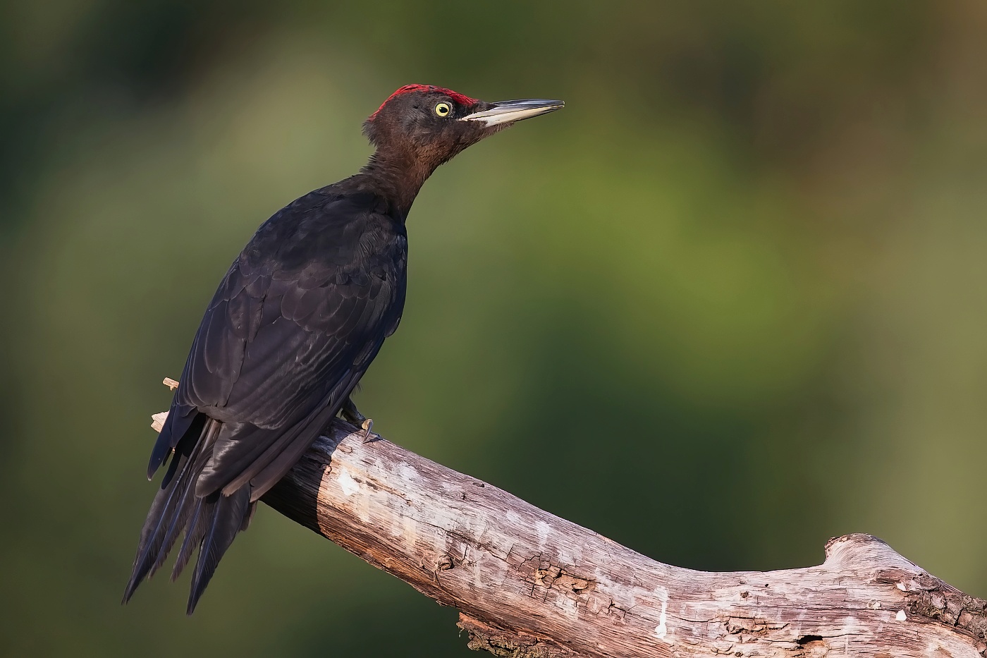 Datel černý  ( Dryocopus martius )