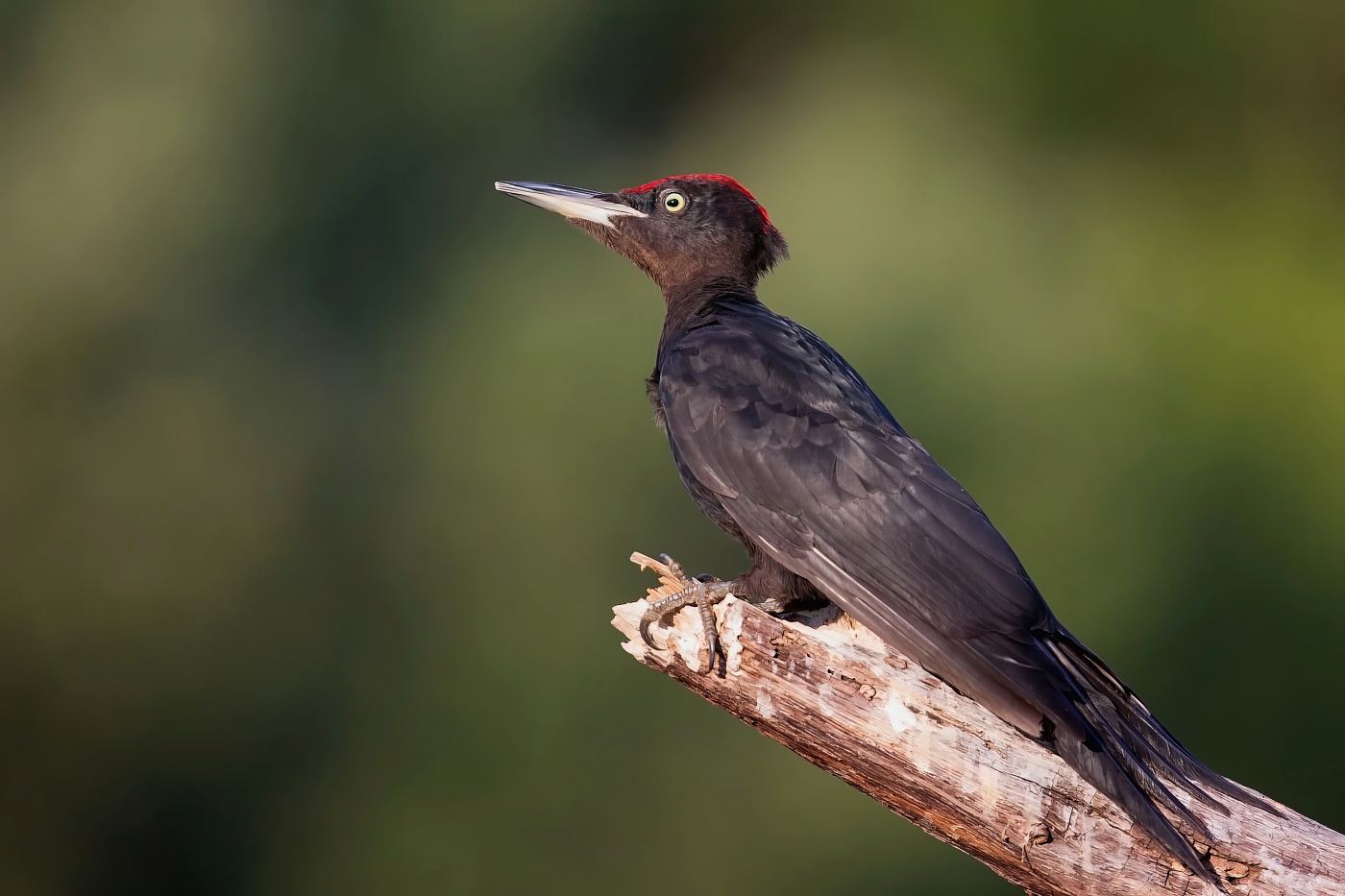 Datel černý  ( Dryocopus martius )