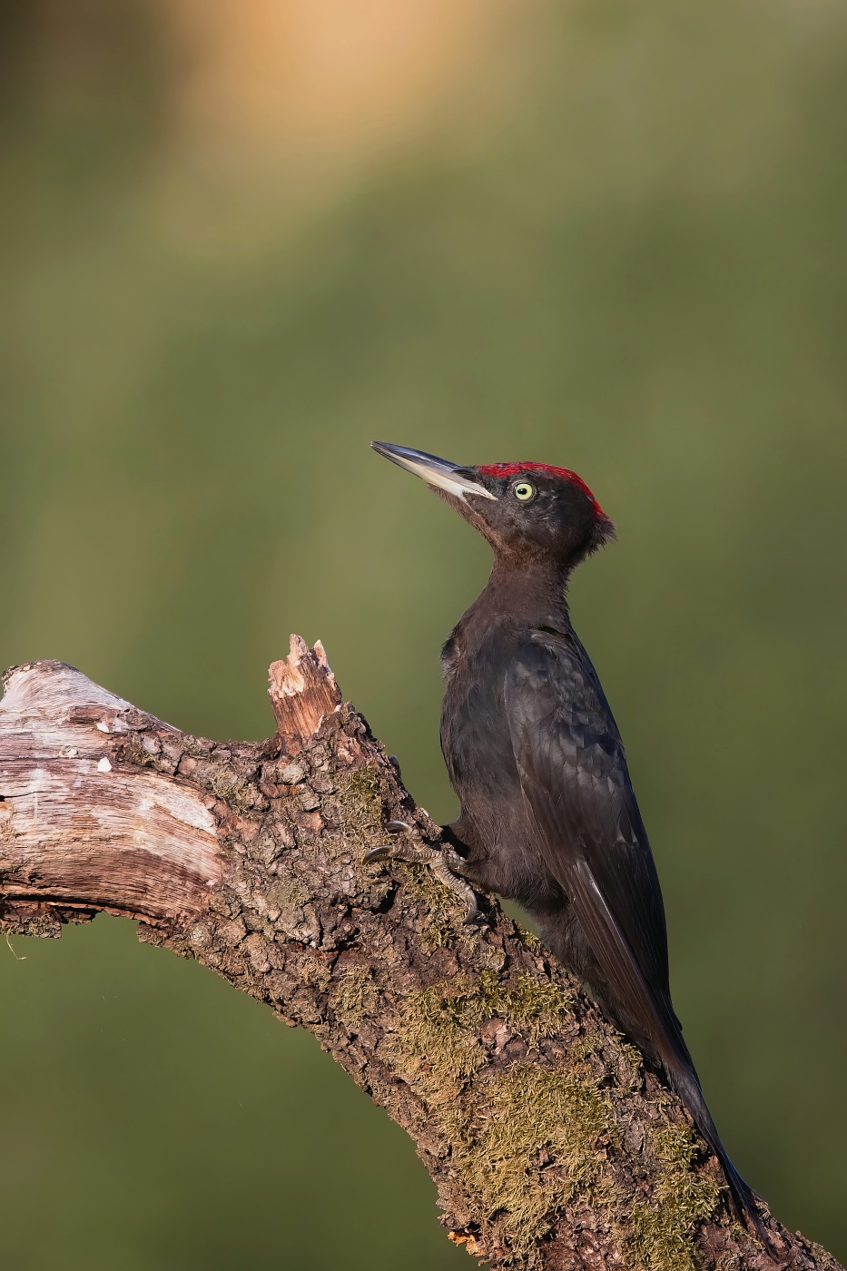 Datel černý  ( Dryocopus martius )