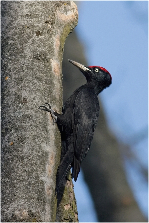 Datel černý ( Dryocopus martius )