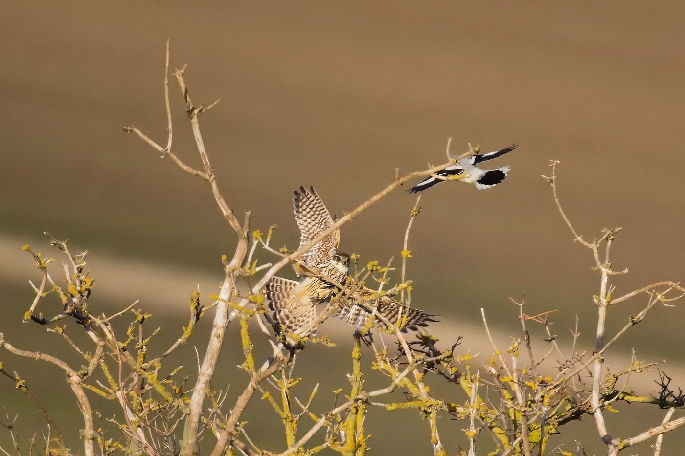 Dřemlík tundrový  ( Falco columbarius )