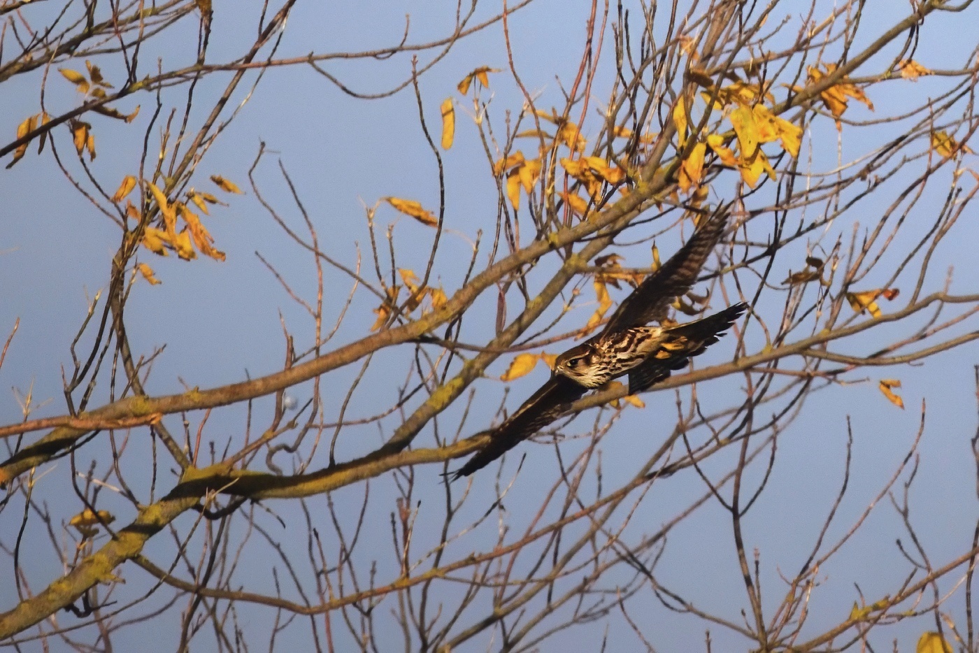 Dřemlík tundrový  ( Falco columbarius )