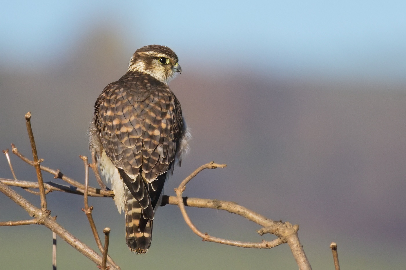 Dřemlík tundrový  ( Falco columbarius )
