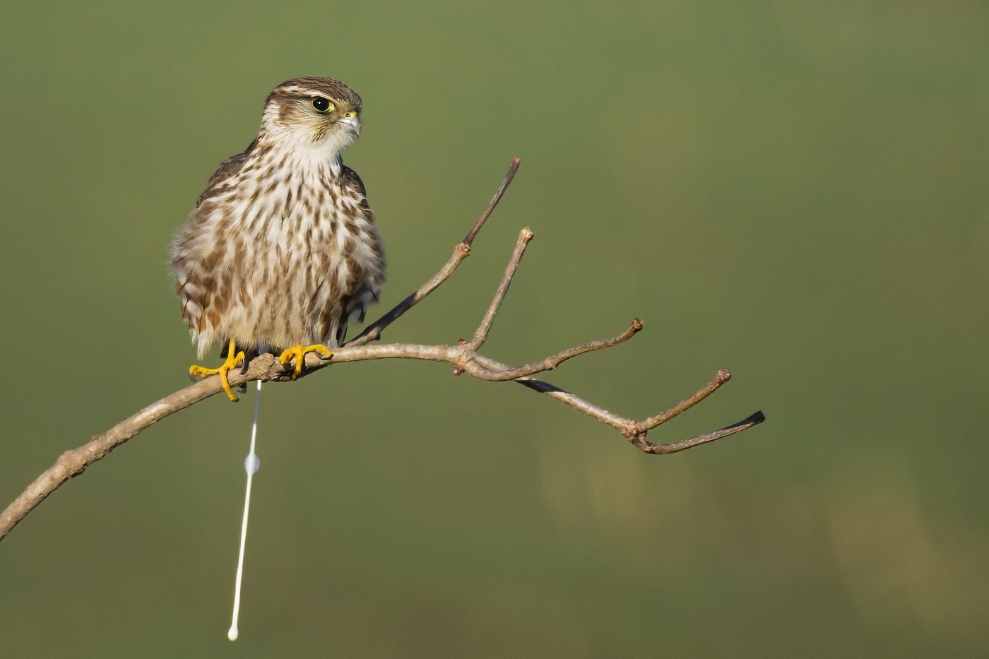 Dřemlík tundrový  ( Falco columbarius )