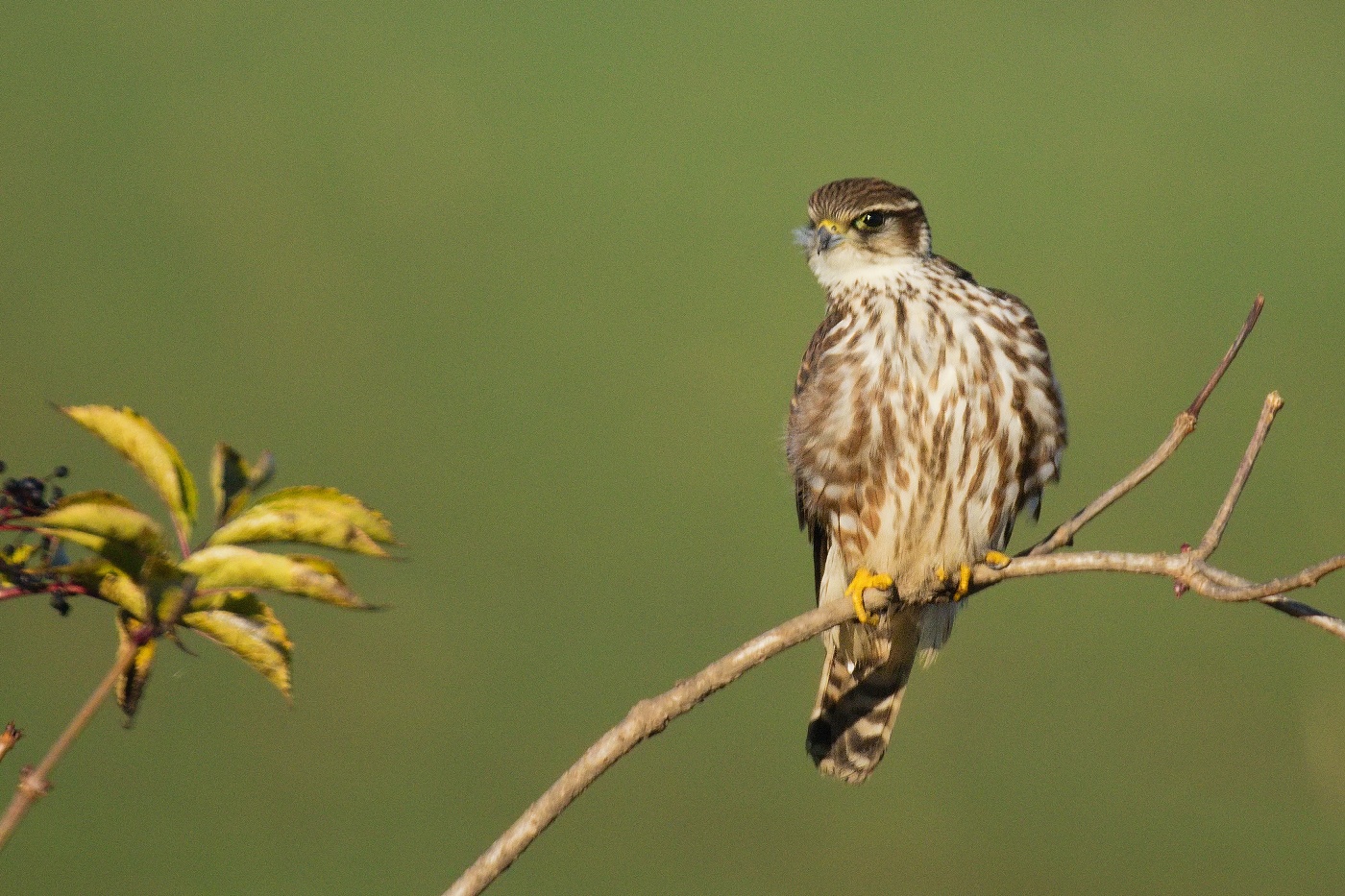 Dřemlík tundrový  ( Falco columbarius )