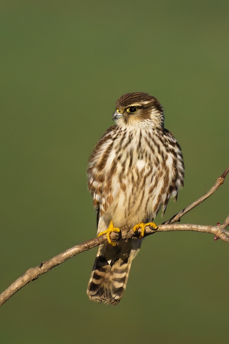Dřemlík tundrový  ( Falco columbarius )