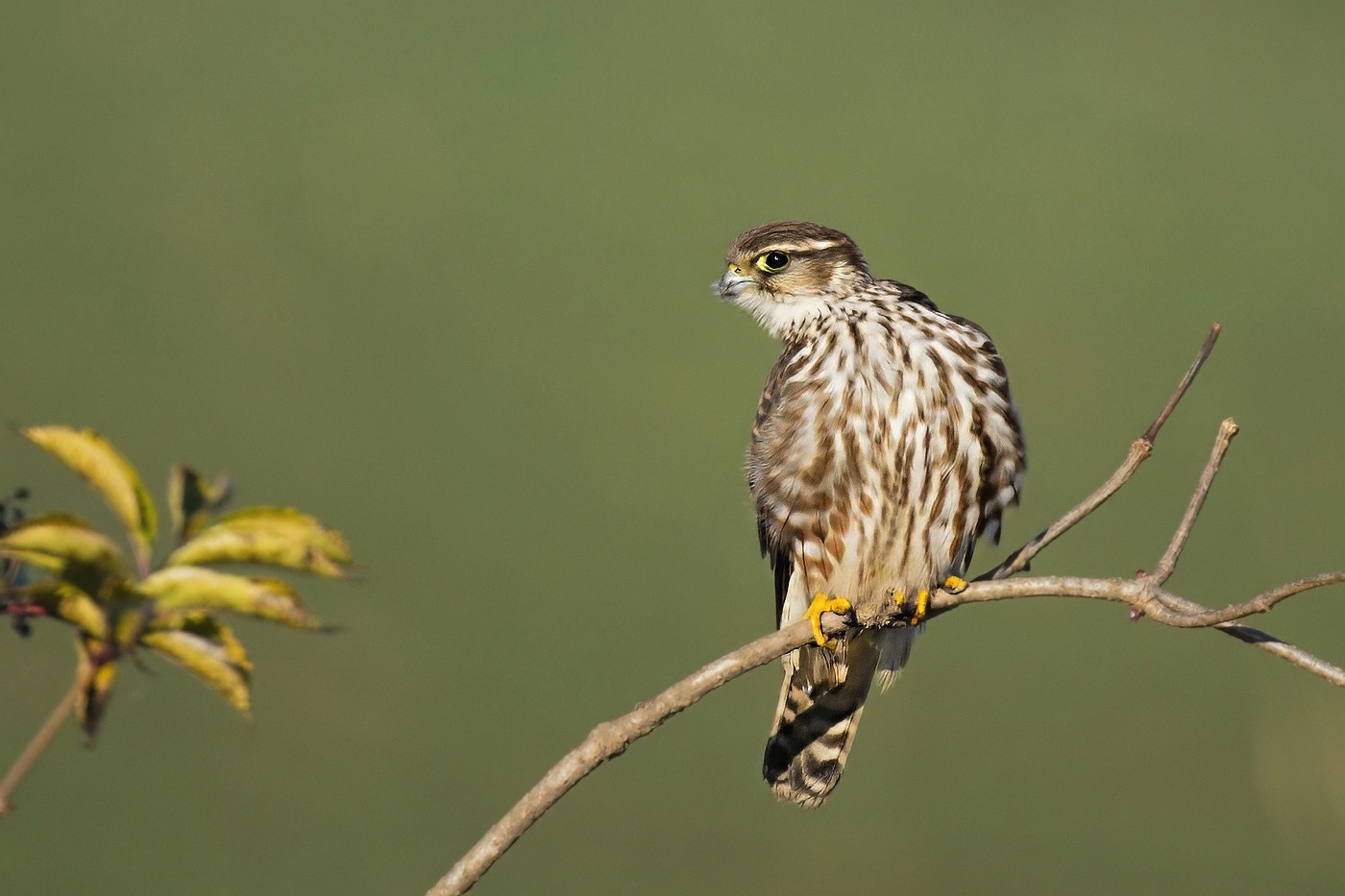 Dřemlík tundrový  ( Falco columbarius )