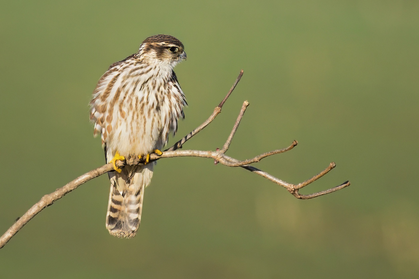Dřemlík tundrový  ( Falco columbarius )