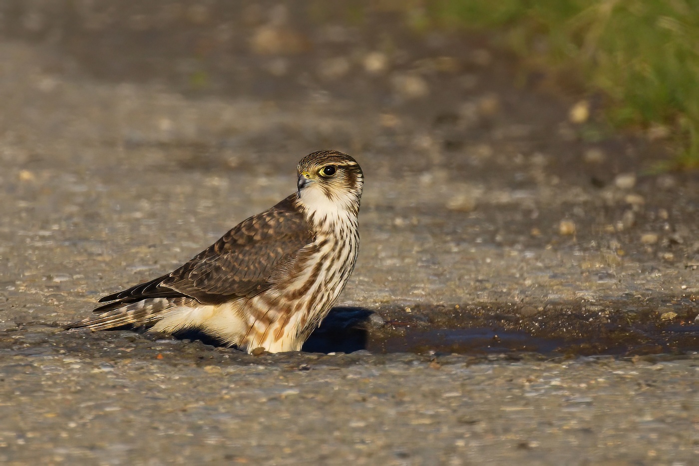 Dřemlík tundrový  ( Falco columbarius )