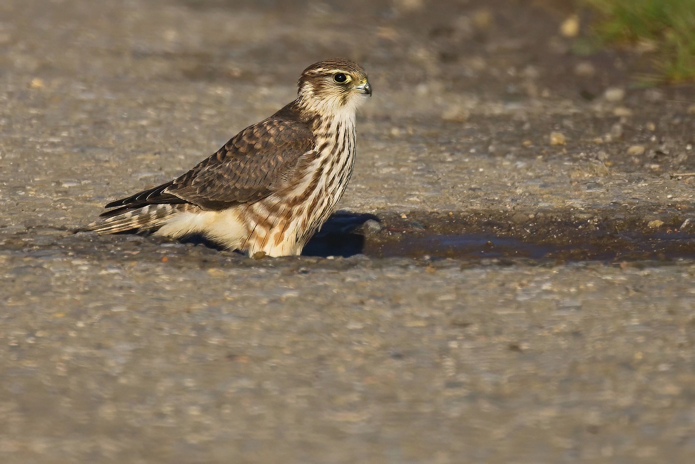 Dřemlík tundrový  ( Falco columbarius )