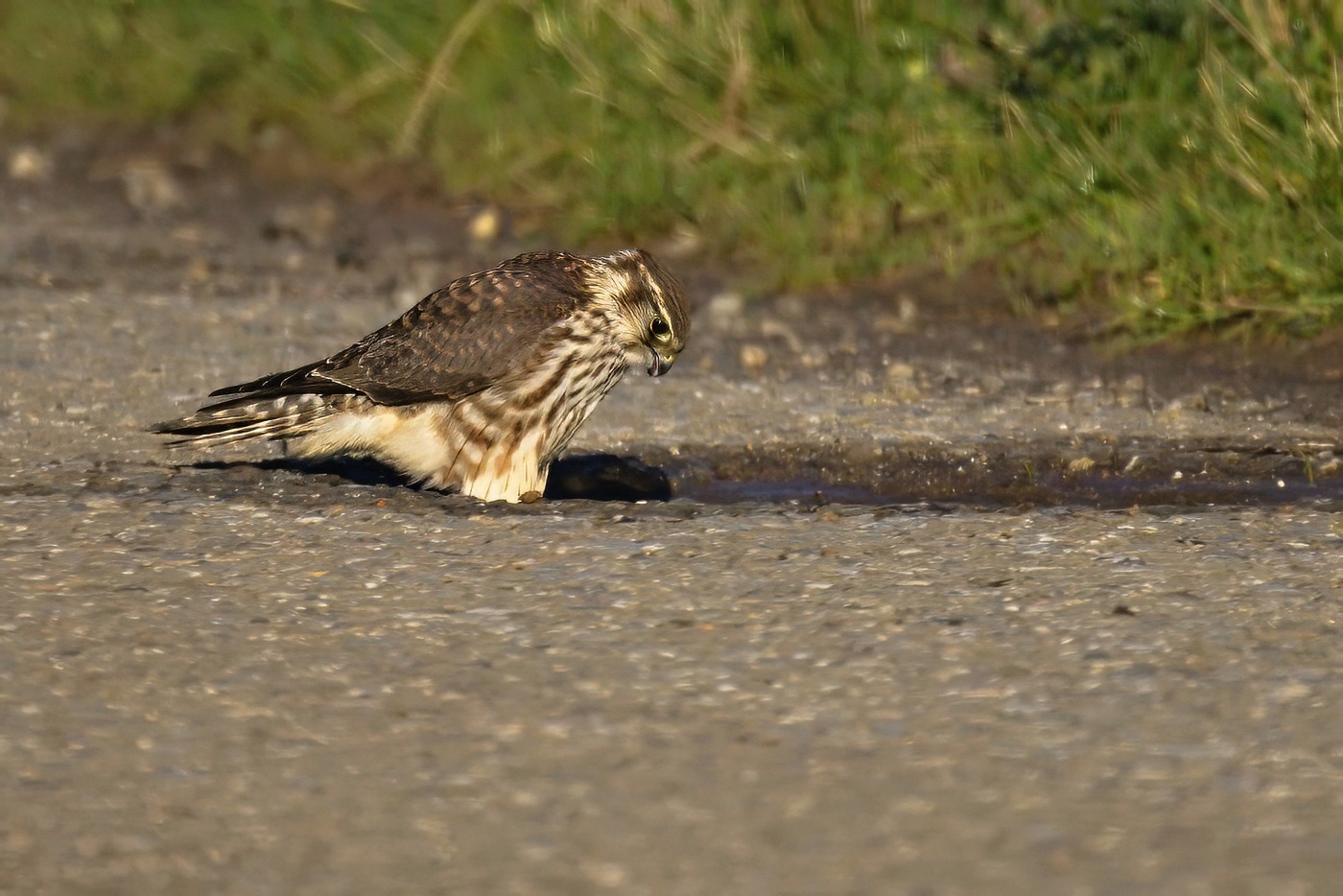 Dřemlík tundrový  ( Falco columbarius )
