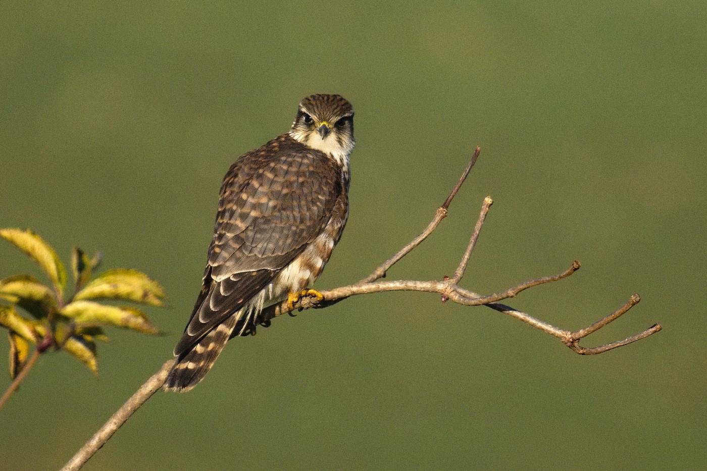 Dřemlík tundrový  ( Falco columbarius )