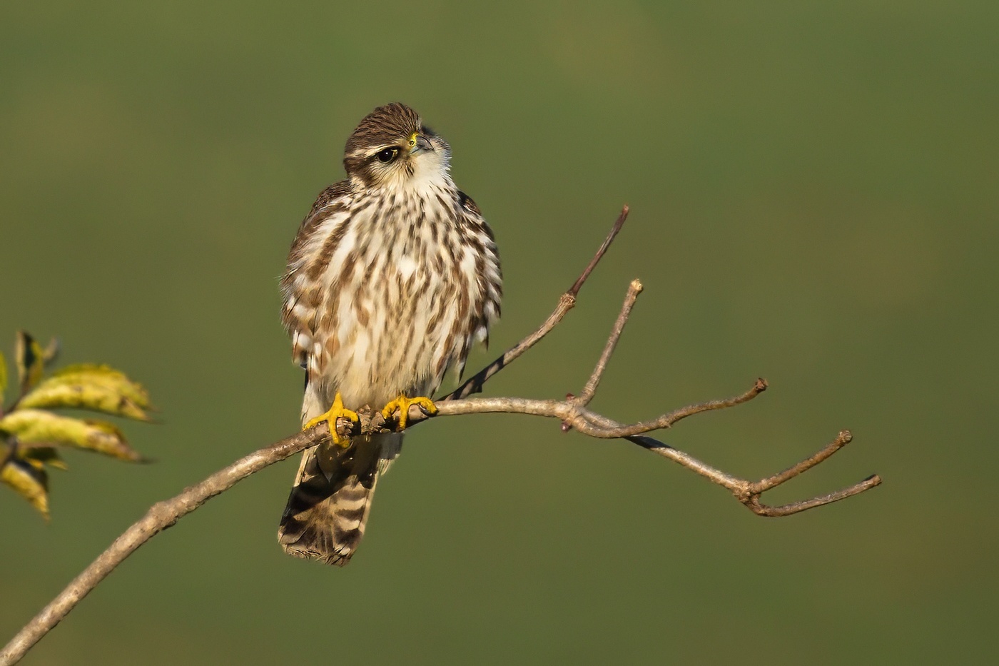 Dřemlík tundrový  ( Falco columbarius )