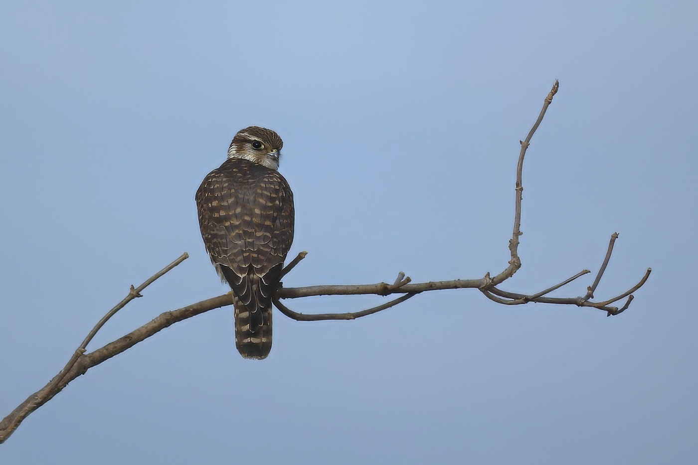 Dřemlík tundrový  ( Falco columbarius )