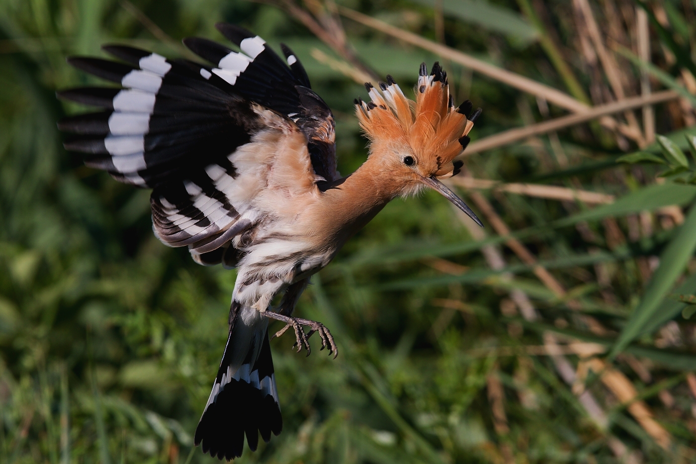 Dudek chocholatý  ( Upupa epops )