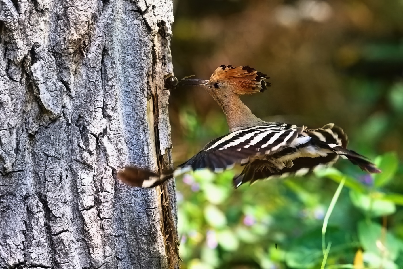 Dudek chocholatý  ( Upupa epops )