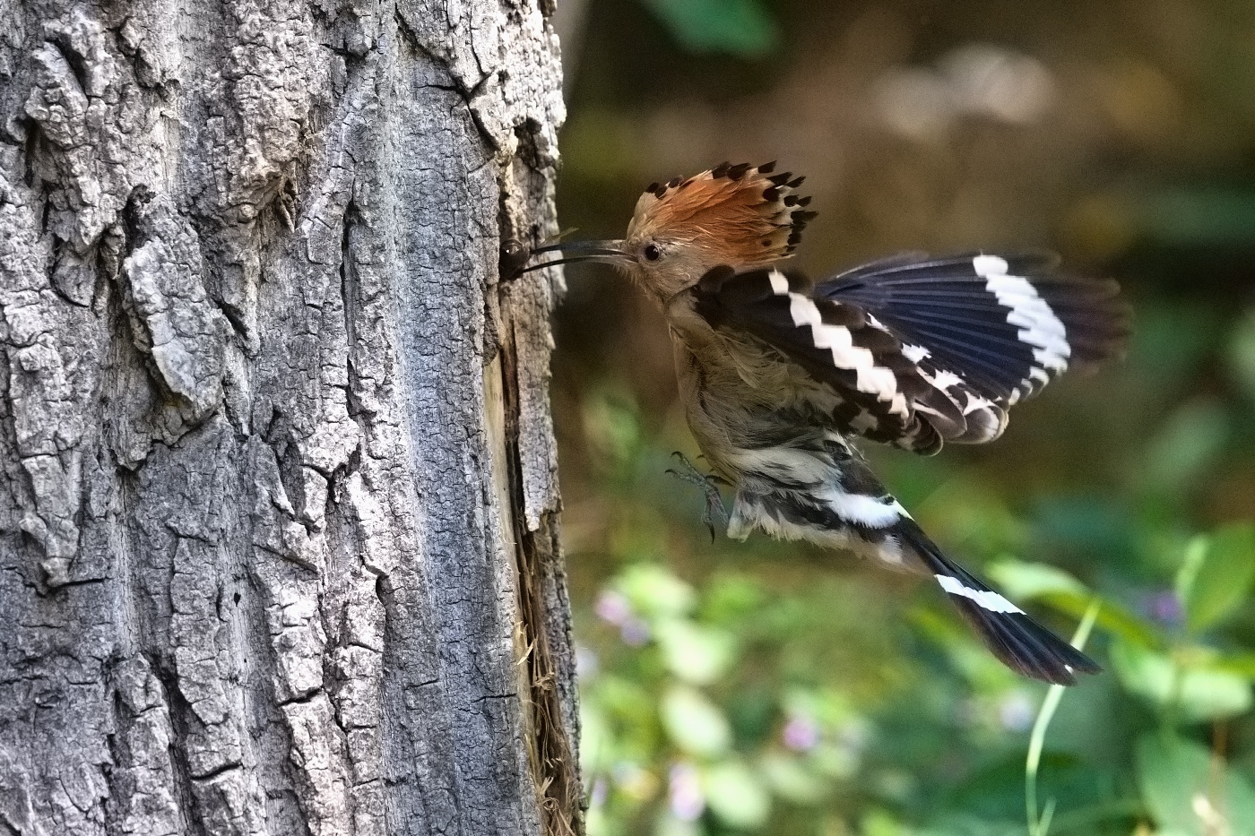 Dudek chocholatý  ( Upupa epops )