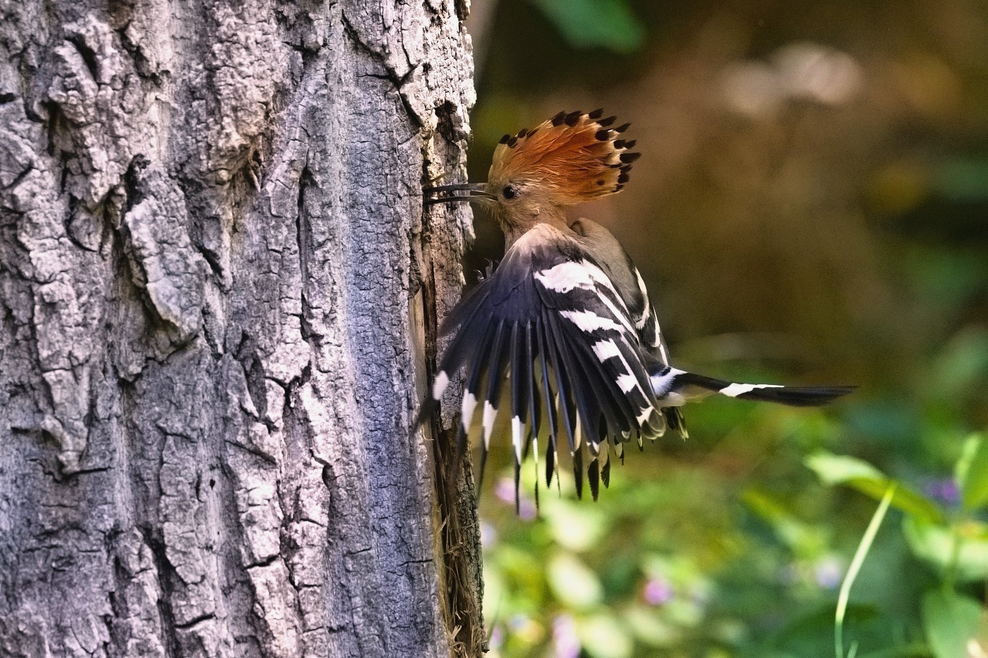 Dudek chocholatý  ( Upupa epops )