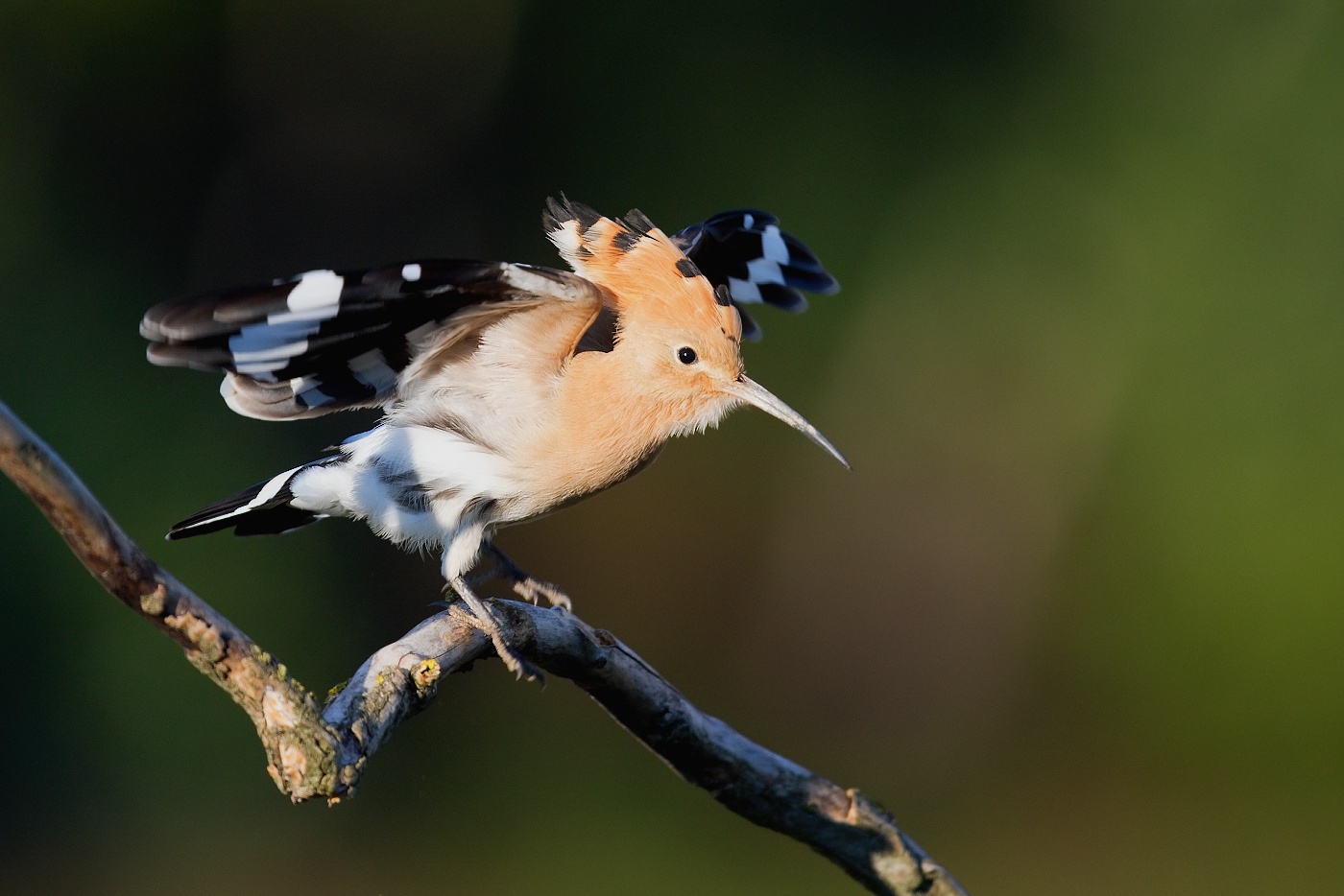Dudek chocholatý  ( Upupa epops )