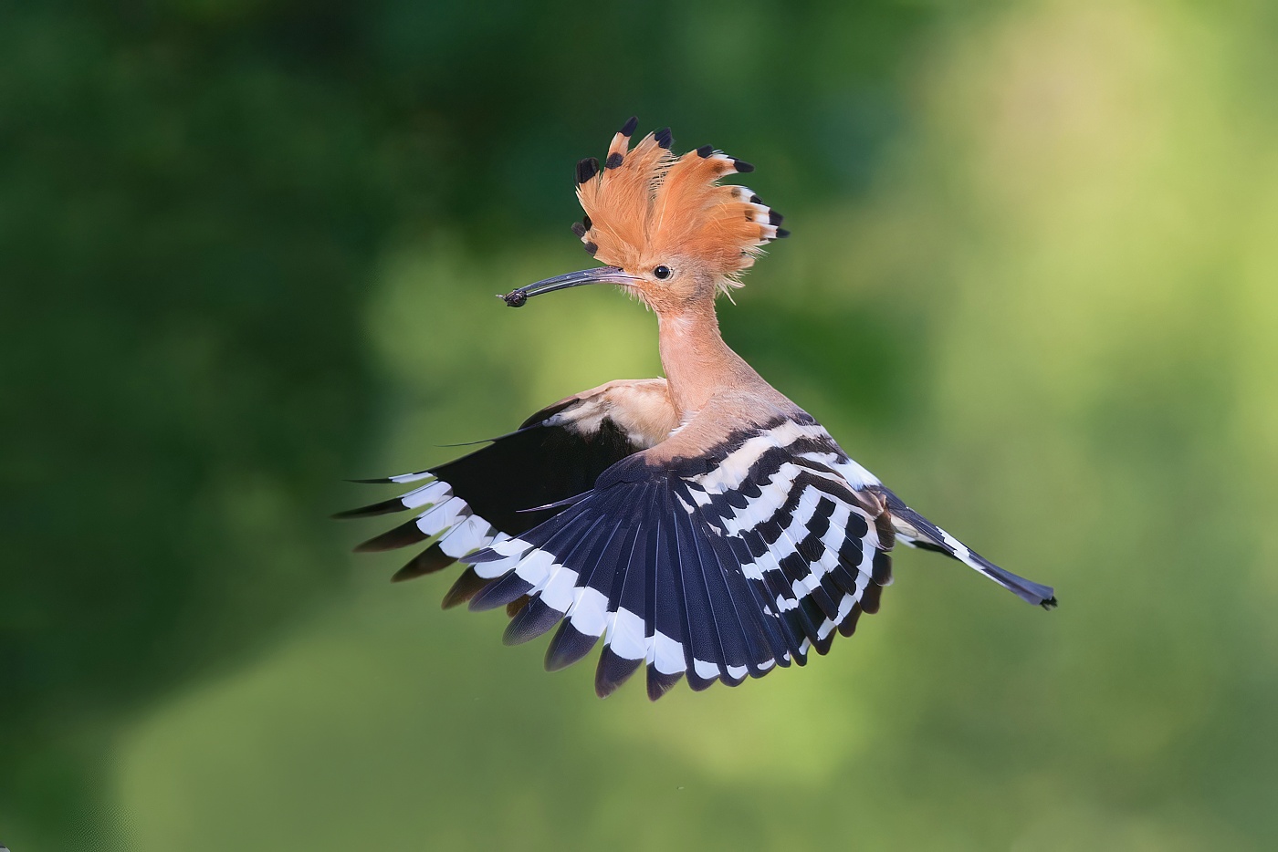 Dudek chocholatý  ( Upupa epops )