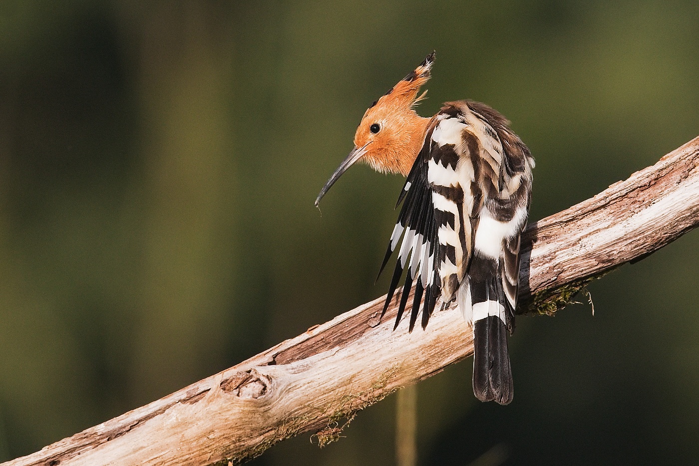 Dudek chocholatý  ( Upupa epops )