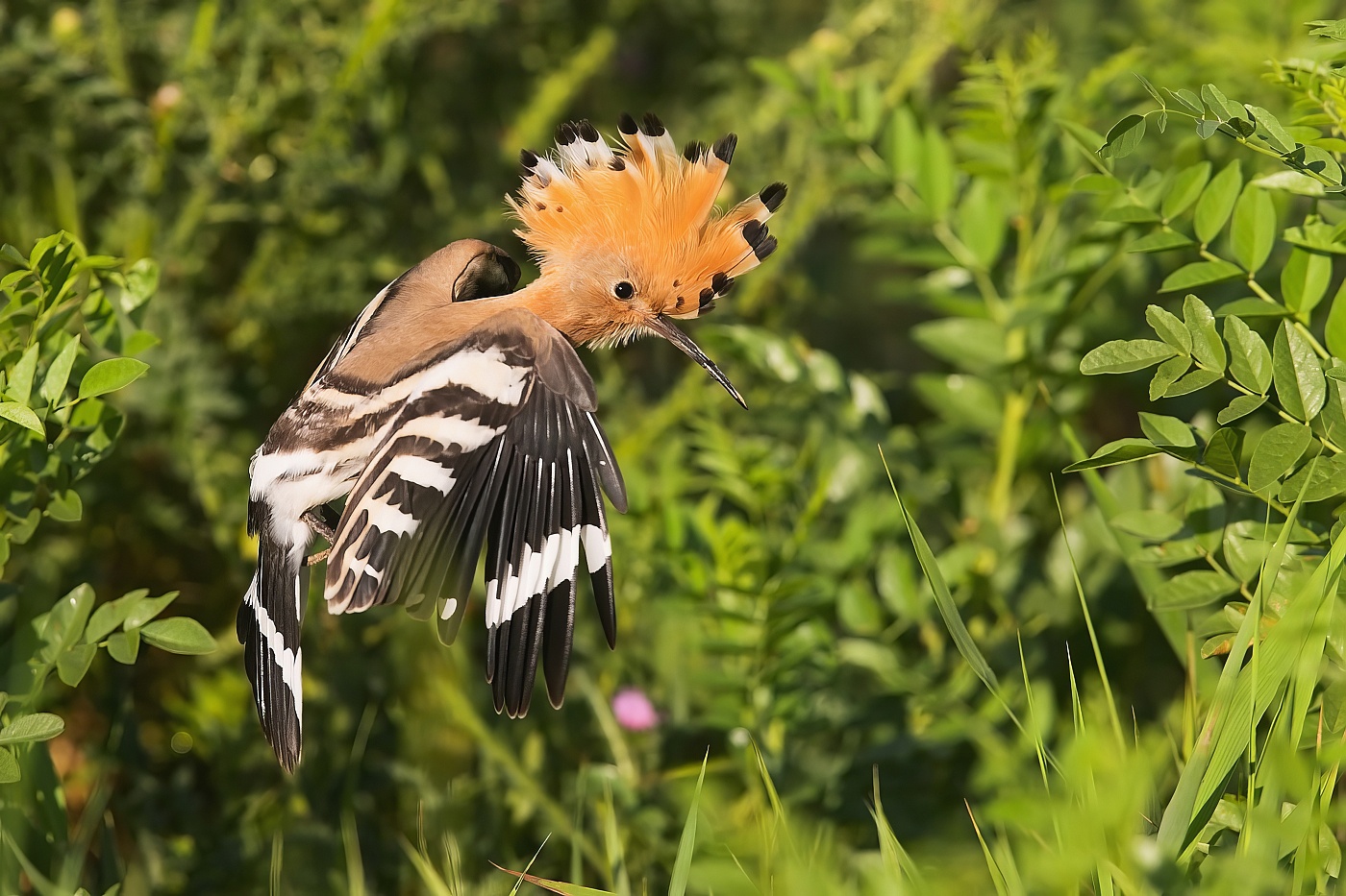 Dudek chocholatý  ( Upupa epops )