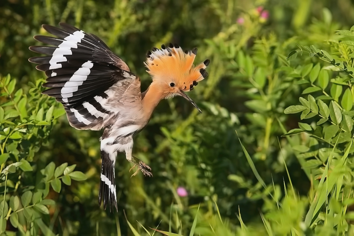 Dudek chocholatý  ( Upupa epops )