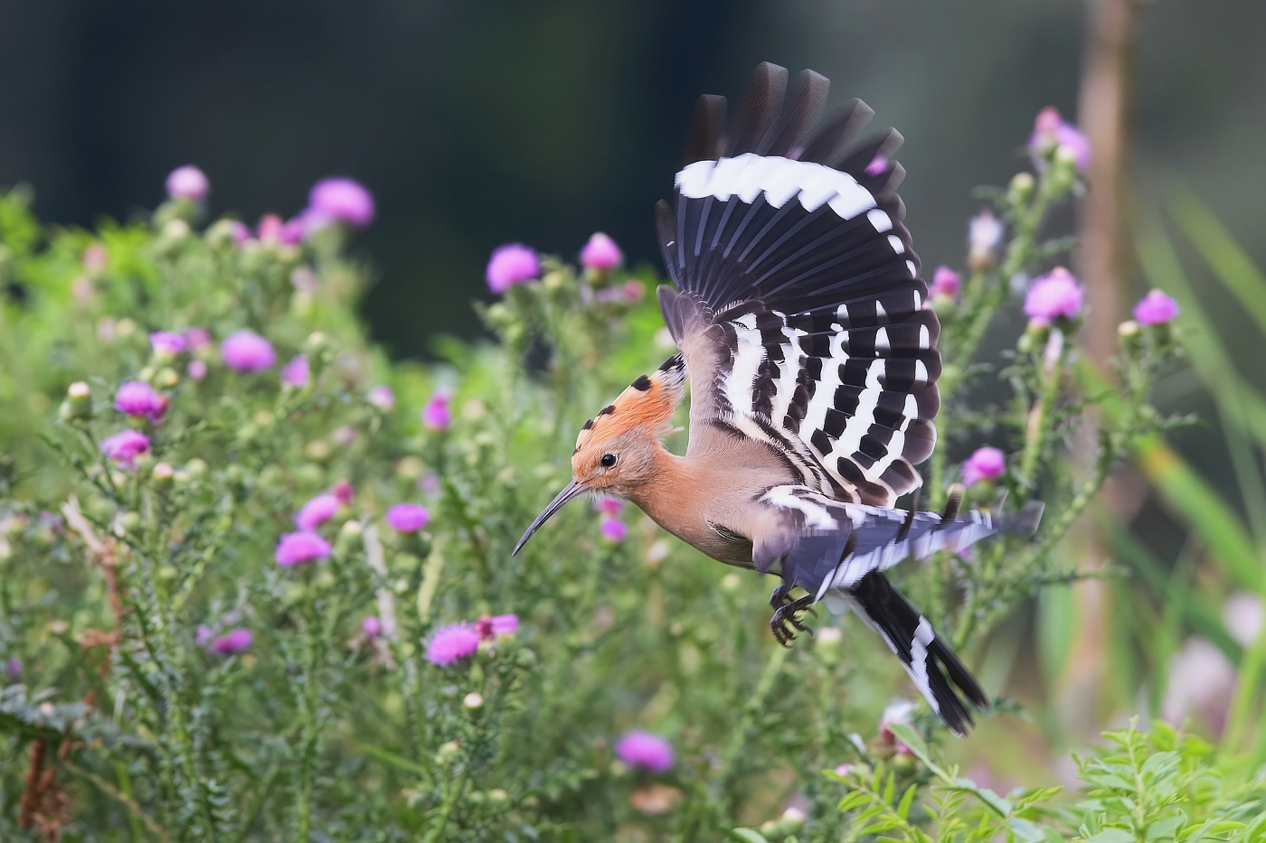 Dudek chocholatý  ( Upupa epops )