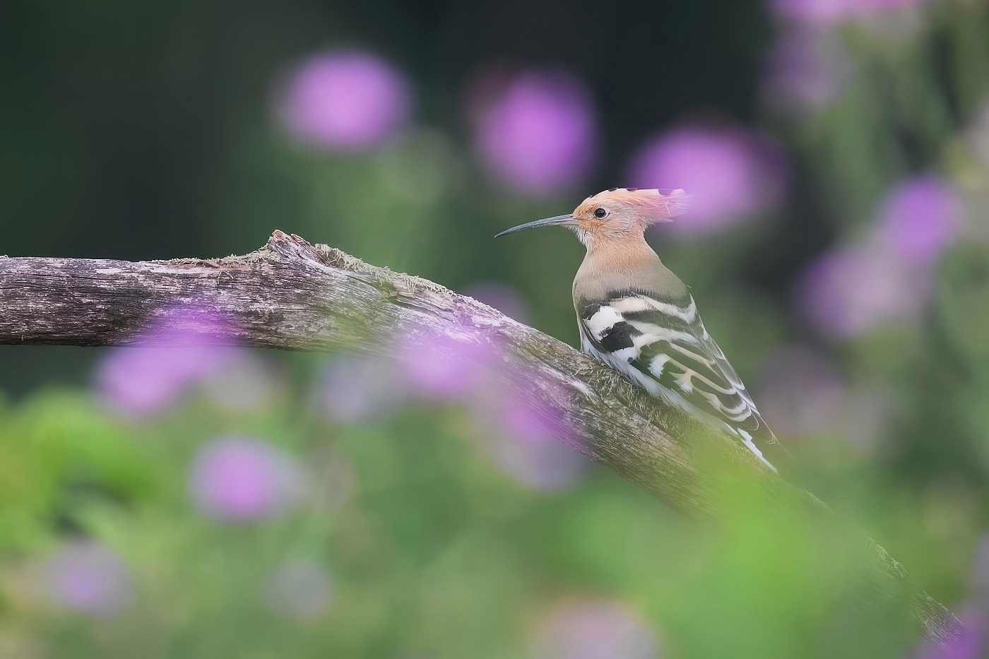 Dudek chocholatý  ( Upupa epops )