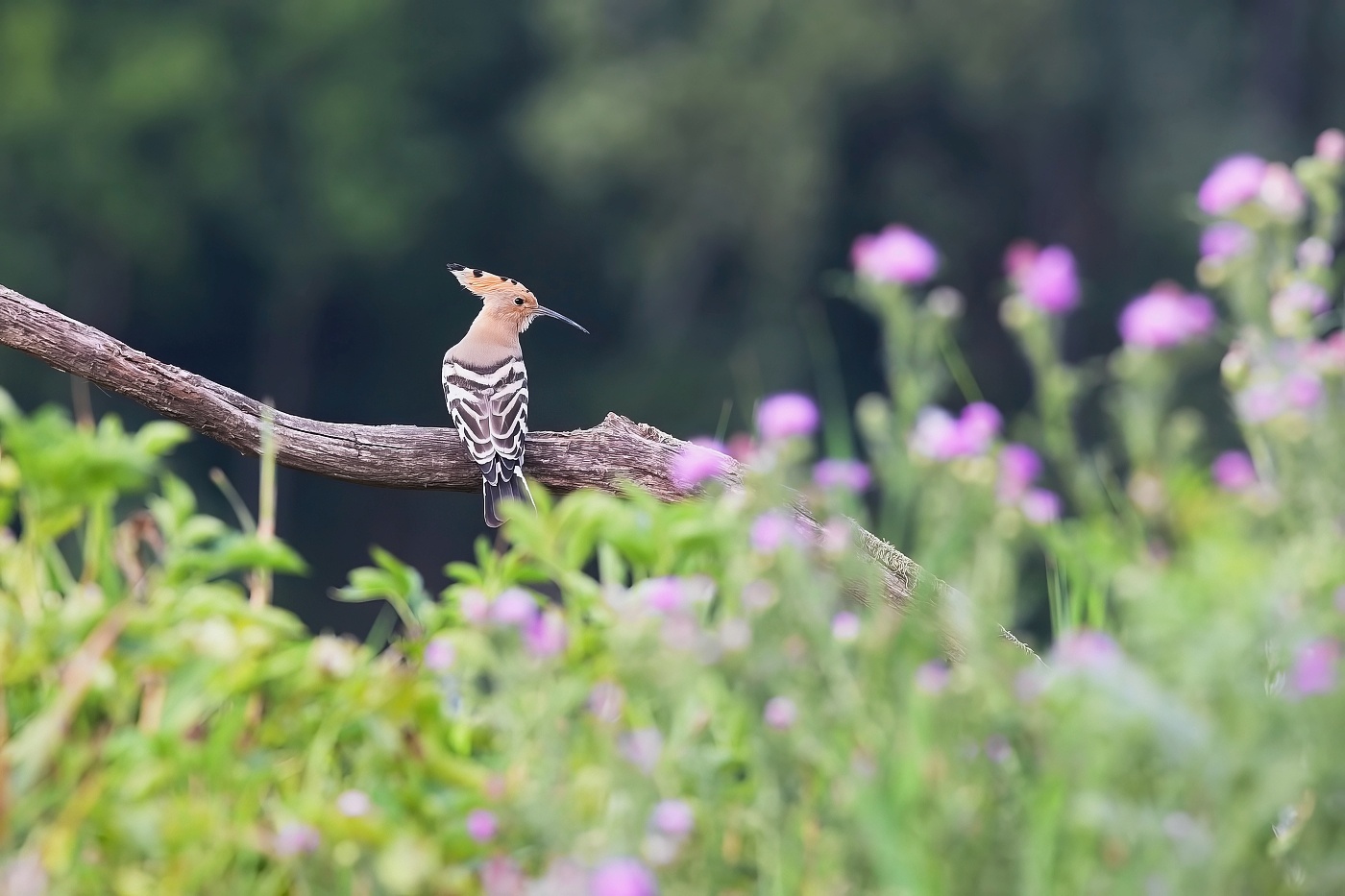 Dudek chocholatý  ( Upupa epops )