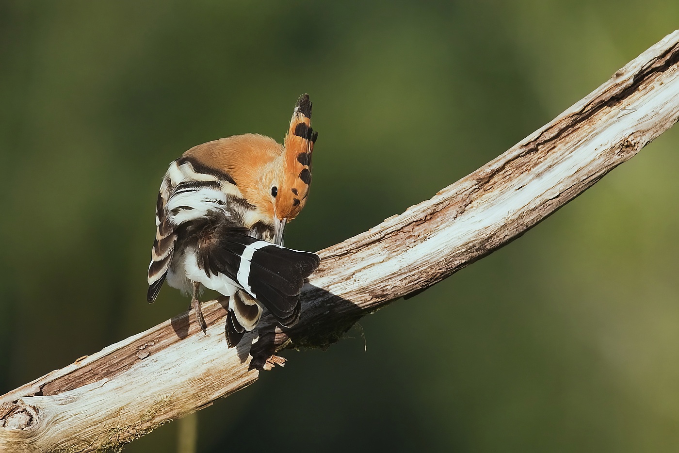 Dudek chocholatý  ( Upupa epops )