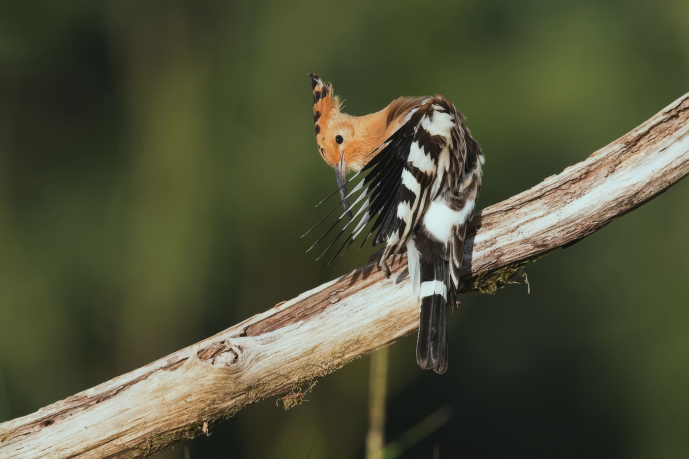 Dudek chocholatý  ( Upupa epops )