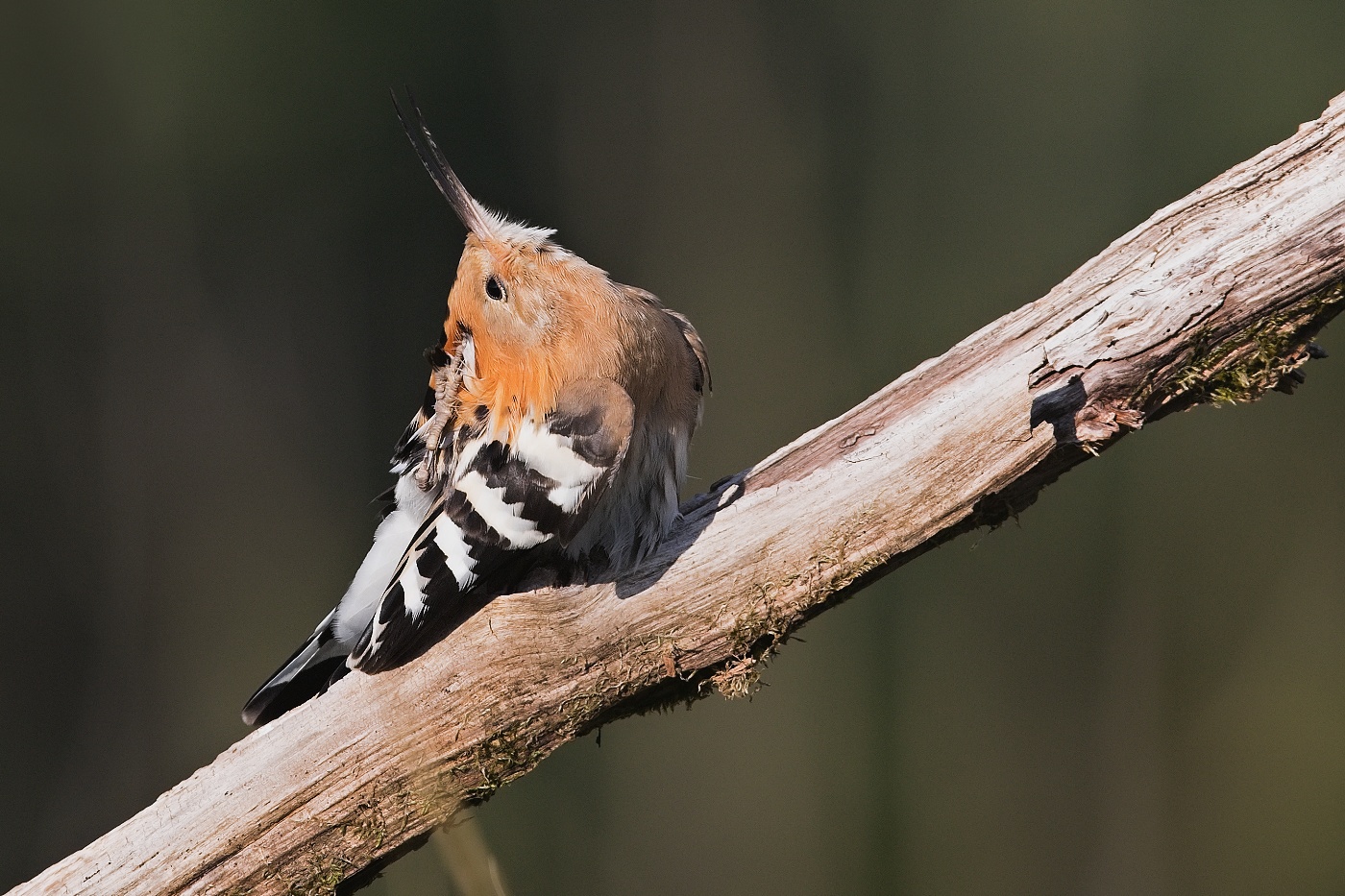 Dudek chocholatý  ( Upupa epops )